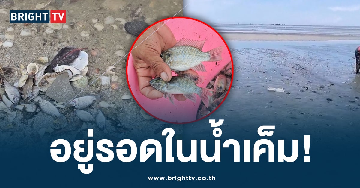 มันอยู่น้ำเค็มได้! ปลาหมอคางดำ บุกลงทะเล ลอยเกลื่อนหาดบ้านแหลม