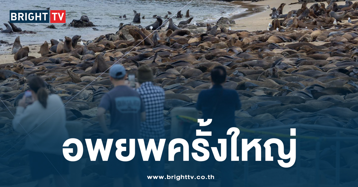 เกิดอะไรขึ้น?! สิงโตทะเล อพยพ เกลื่อนหาดซานคาร์ลอส แคลิฟอร์เนีย