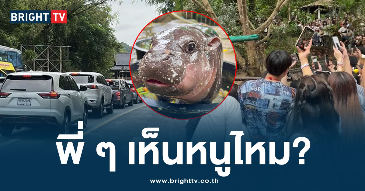 คนมาดูหมูเด้ง