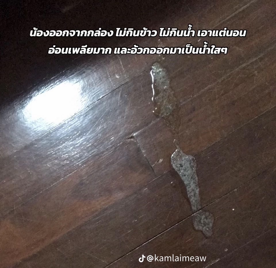 ซื้อลูกแมว-ใน-Tiktok-17-min