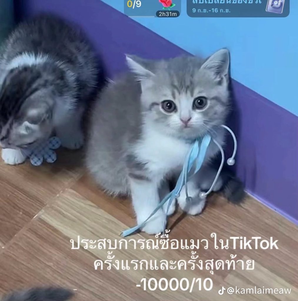 ซื้อลูกแมว-ใน-Tiktok-3-min