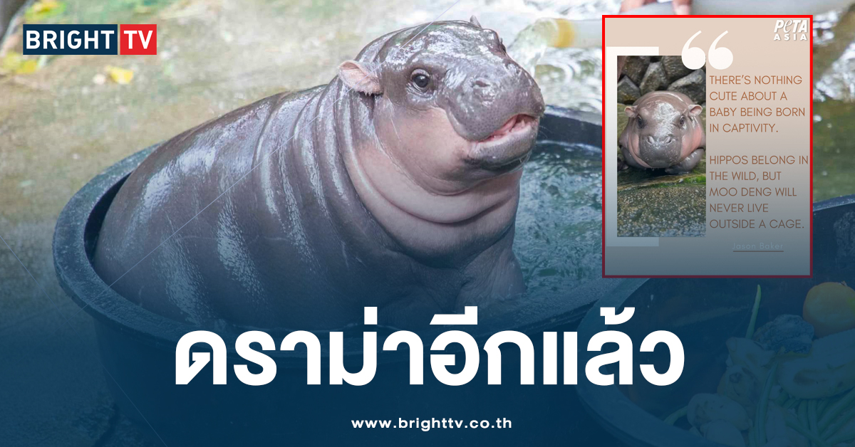 ดราม่า หมูเด้ง อีกแล้ว