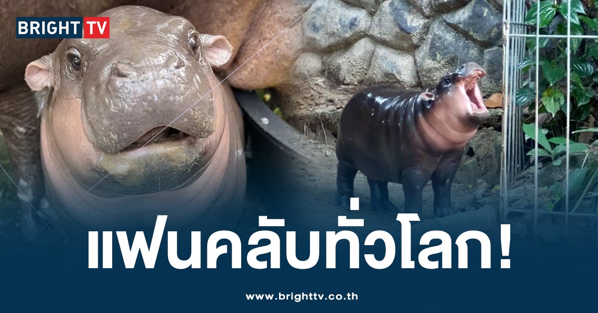 หมูเด้ง เทรนด์กูเกิล -ปก-min