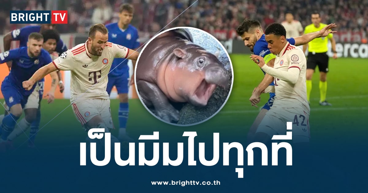 หมูเด้ง -เยอรมันนี-ปก-min