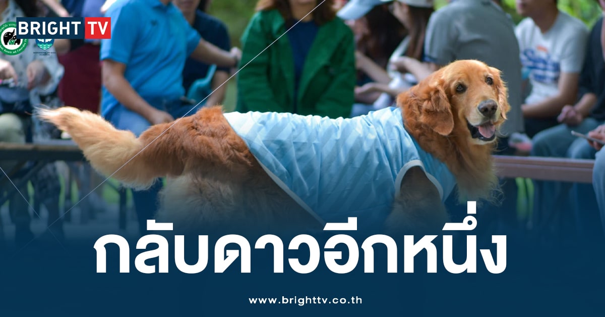 กลับดาวแล้ว! สิงโต สุนัขกู้ภัย K9 หลังทำงานเพื่อสังคม นาน 11 ปี