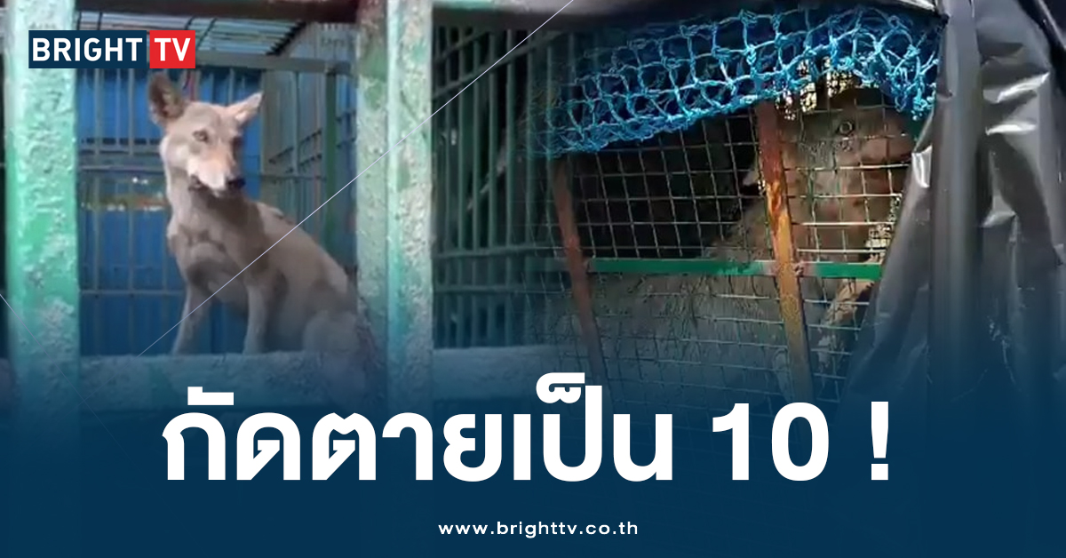 ขย้ำโหด! ‘หมาป่าอินเดีย’ บุกหมู่บ้าน ทำชาวบ้านผวา กัดคนตายกว่า 10 ราย!