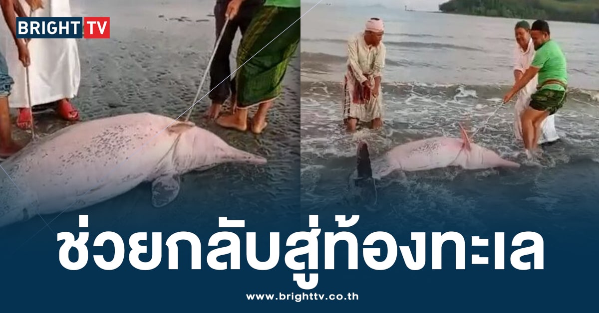 วินาทีชีวีต! โลมาสีชมพู ถูกคลื่นซัด นอนเกยหาดบูโบย ชาวบ้านปรี่เข้าช่วย