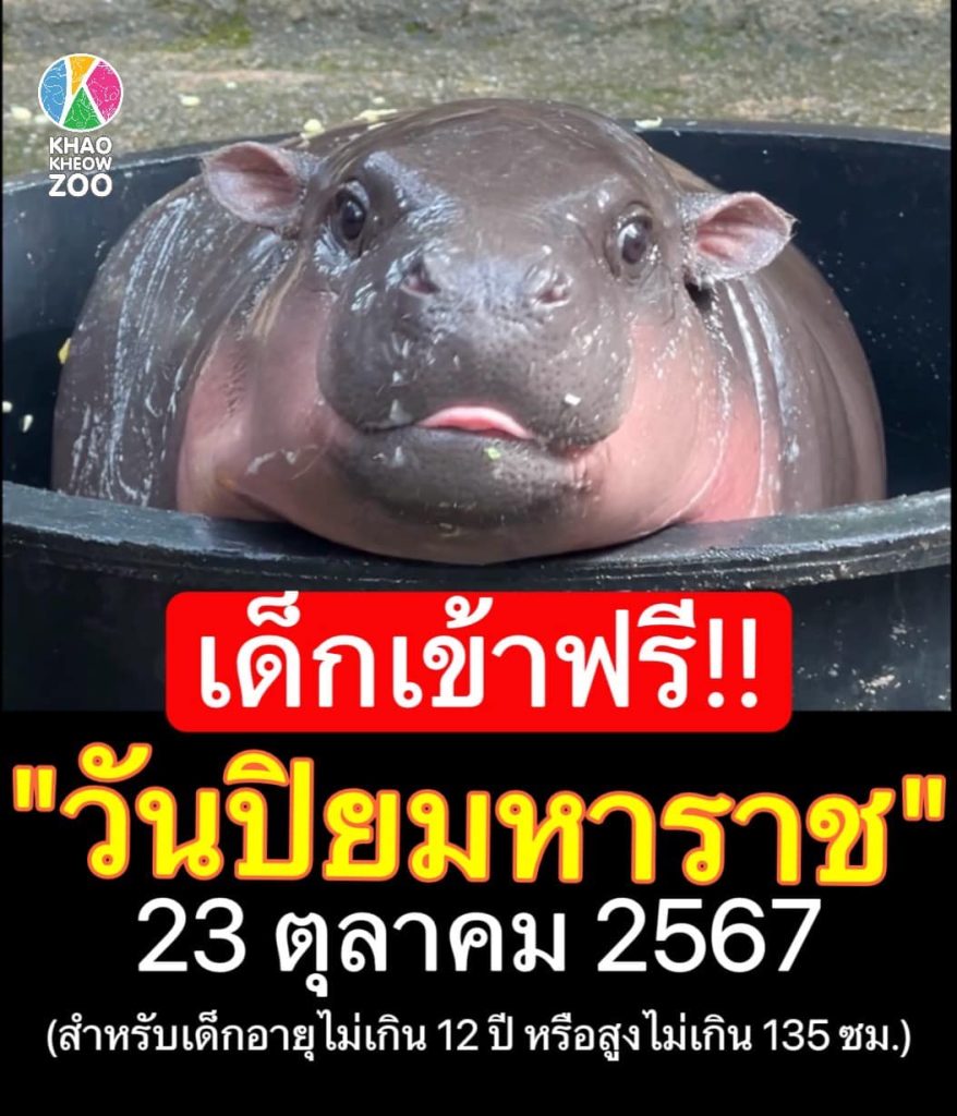 เด็กเข้าดูหมูเด้งฟรี