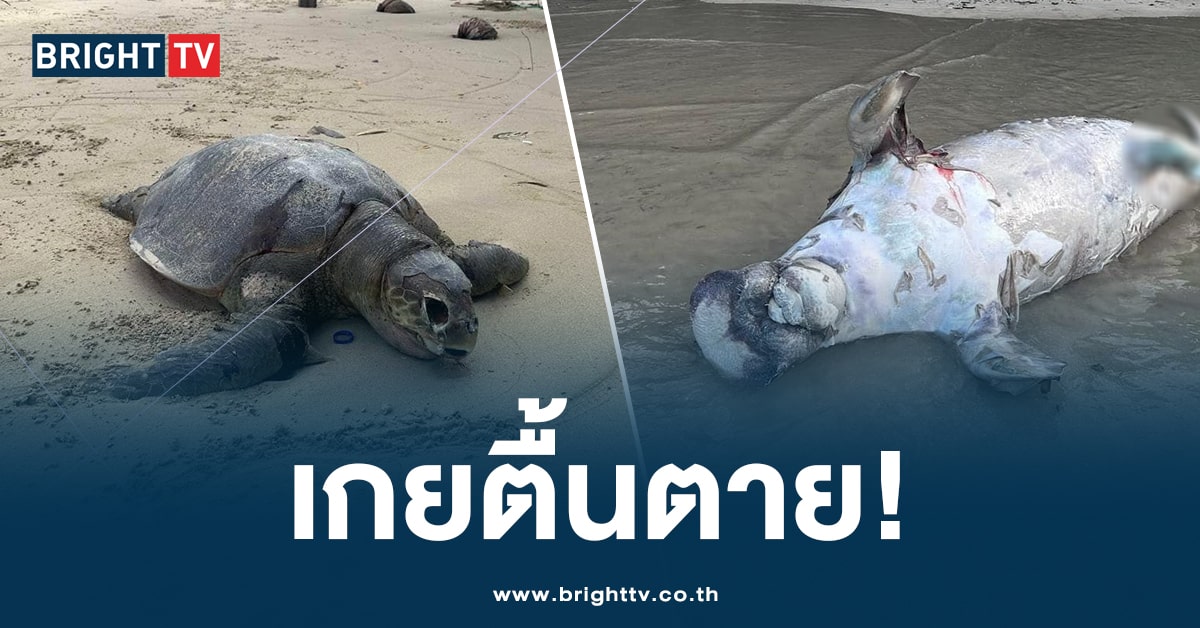 เต่าหญ้า พะยูน หาดกมลา-ปก-min