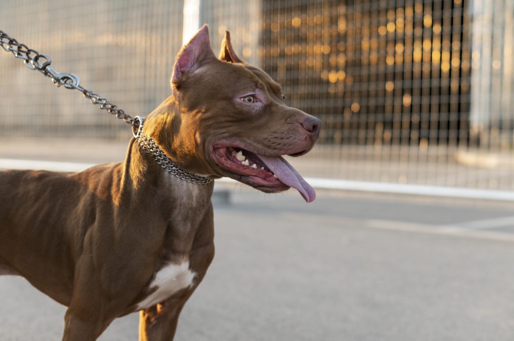 portrait-adorable-pitbull-dog-min