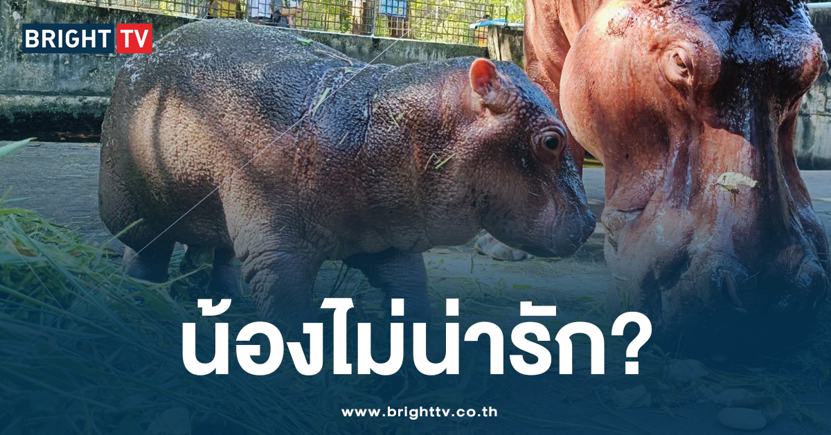 บิวตี้สแตนดาร์ด! ลูกฮิปโป สวนสัตว์ศรีสะเกษ ถูกบูลลี่ น่ารักไม่เท่า หมูเด้ง