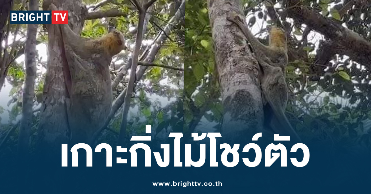 หาชมยาก! “บ่างพุงจง” สัตว์ป่าใกล้สูญพันธุ์ โผล่เกาะลันตา อวดโฉม นทท.