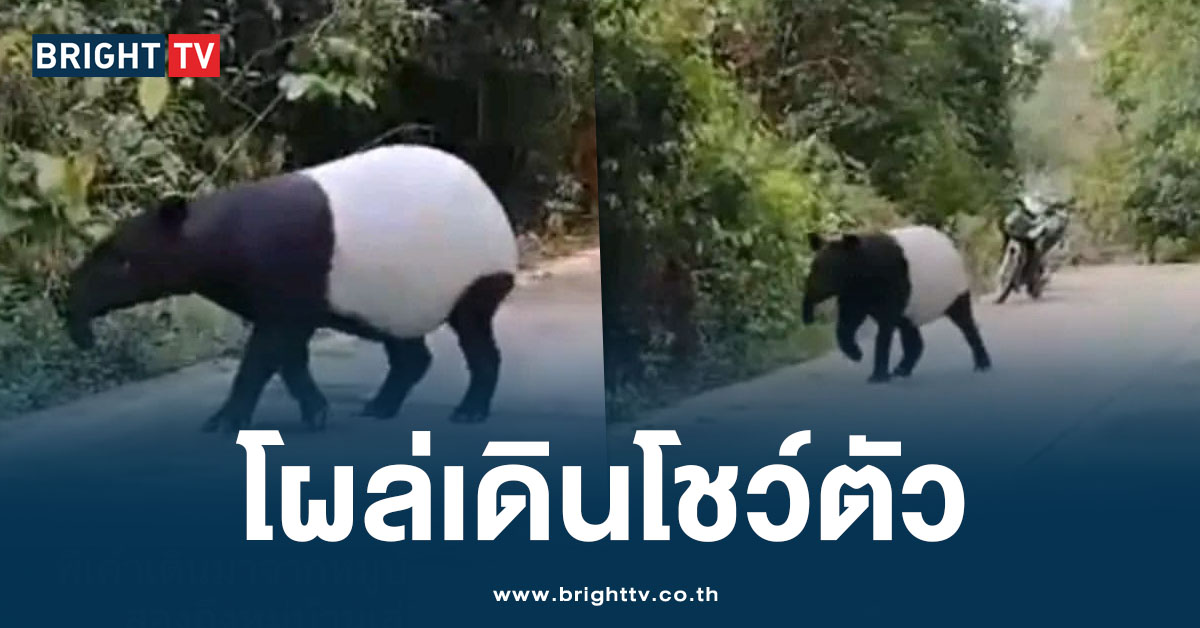 โชว์ตัวใกล้ชิด! “สมเสร็จ” สัตว์ป่าสงวน โผล่เดินถนน จ.นราธิวาส แบบชิล ๆ