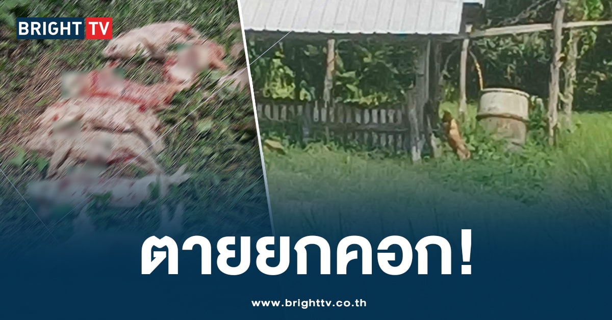 เจ้าของใจสลาย! สุนัขมีเจ้าของ กัดหมูตายยกคอก วันเดียวเกือบ 20 ตัว