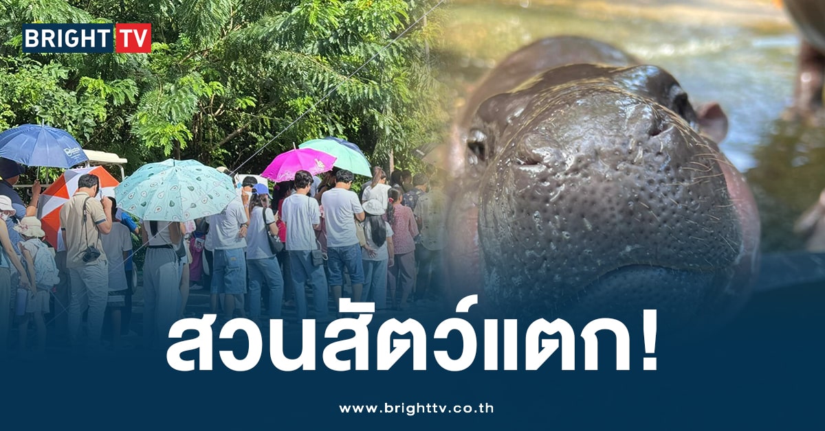 คนล้น! นทท. นับพัน แห่ดู ‘หมูเด้ง’ หลังสวนสัตว์ประกาศ เข้าฟรี 1 วัน