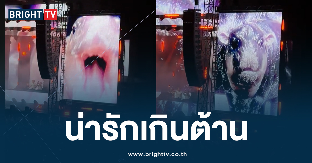 รันทุกวงการ! หมูเด้ง ดังไกล โผล่งาน คอนเสิร์ต EDM ที่ Carolina