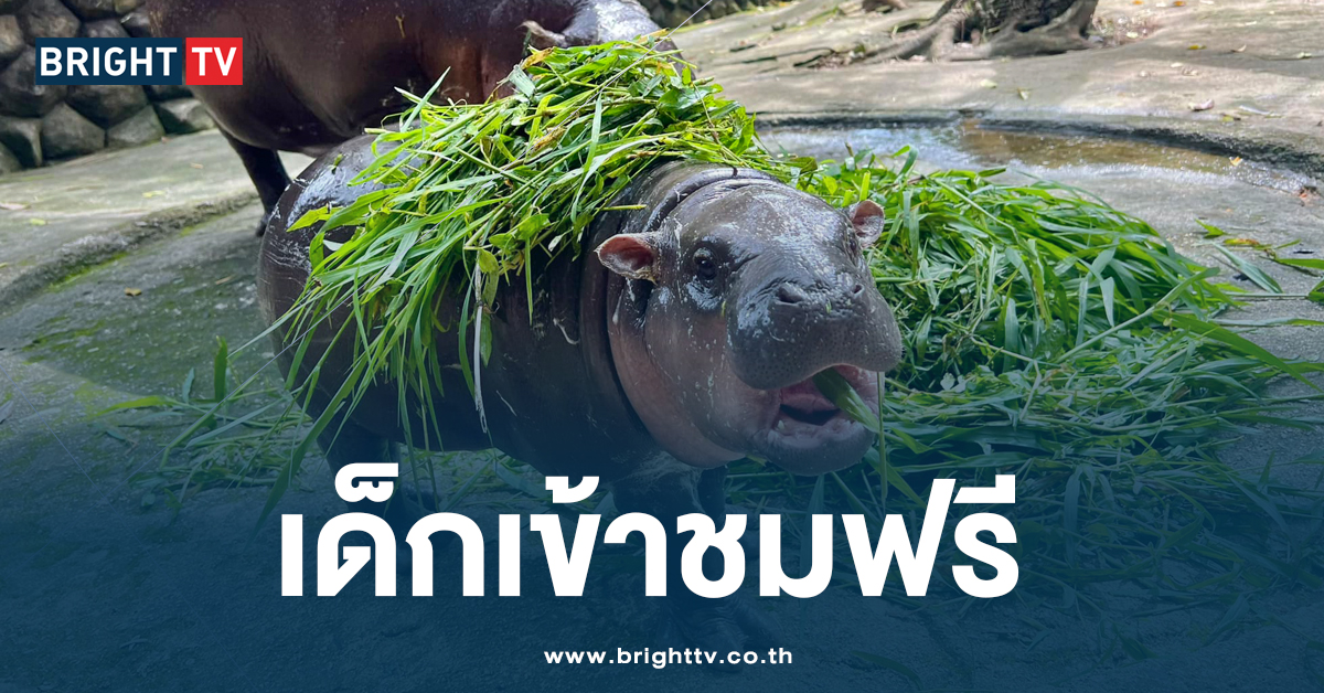 ข่าวดี! สวนสัตว์เปิดเขาเขียว ให้เด็กเข้าชม หมูเด้ง ฟรี ในวันปิยมหาราช