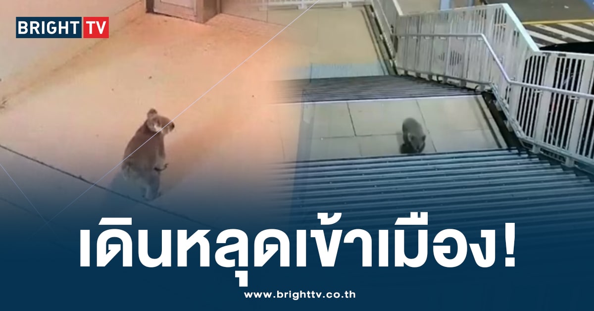 โคอาล่าซน! หลุดโผล่สถานีรถไฟซิดนีย์ สร้างความฮือฮาให้ผู้โดยสาร